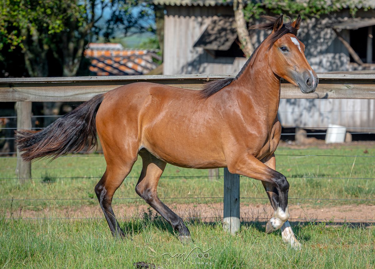 AMORA DA SANTA CLAIR