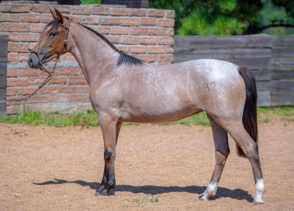 ALEGRIA DA SANTA CLAIR