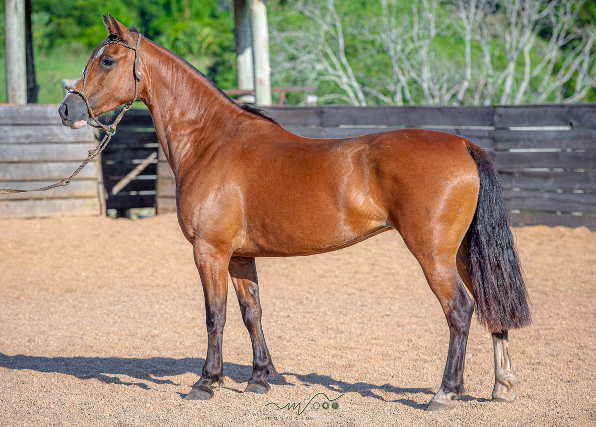 SÃO JOÃO DO JUNCAL PAXILOCA