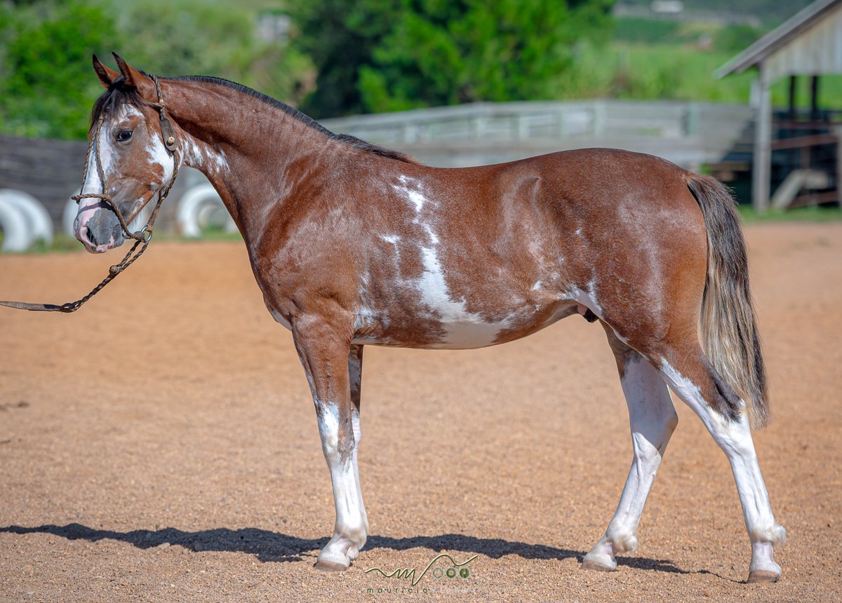 ASTRO DA SANTA CLAIR