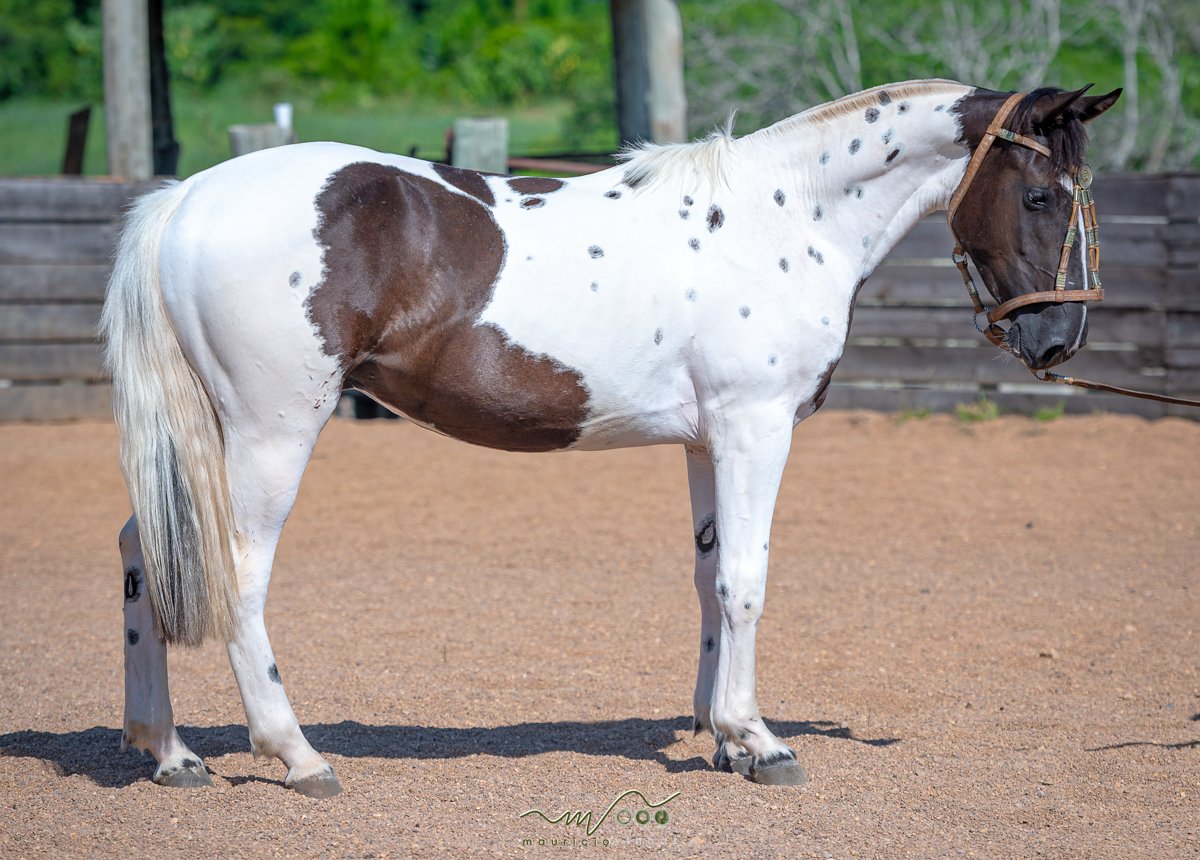 XAMÃ DO VEIO D'ÁGUA