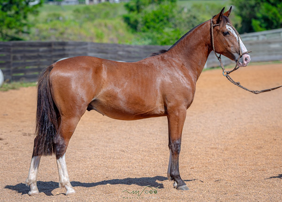 AMULETO DA SANTA CLAIR