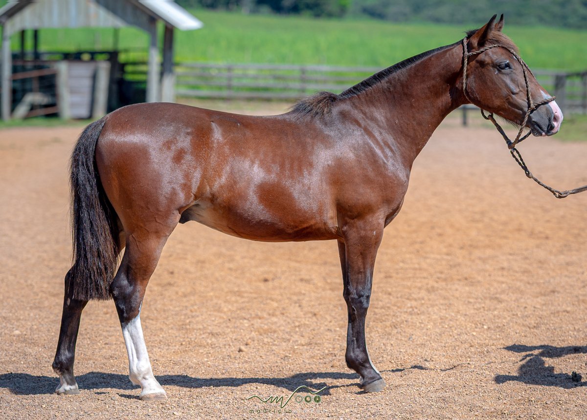 APOLO DA SANTA CLAIR