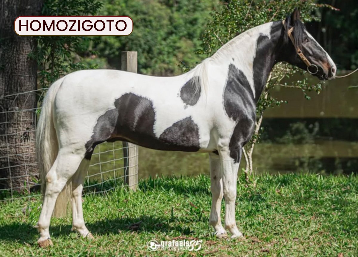 COBERTURA - REPONTE DA PALMYRA (Homozigoto)