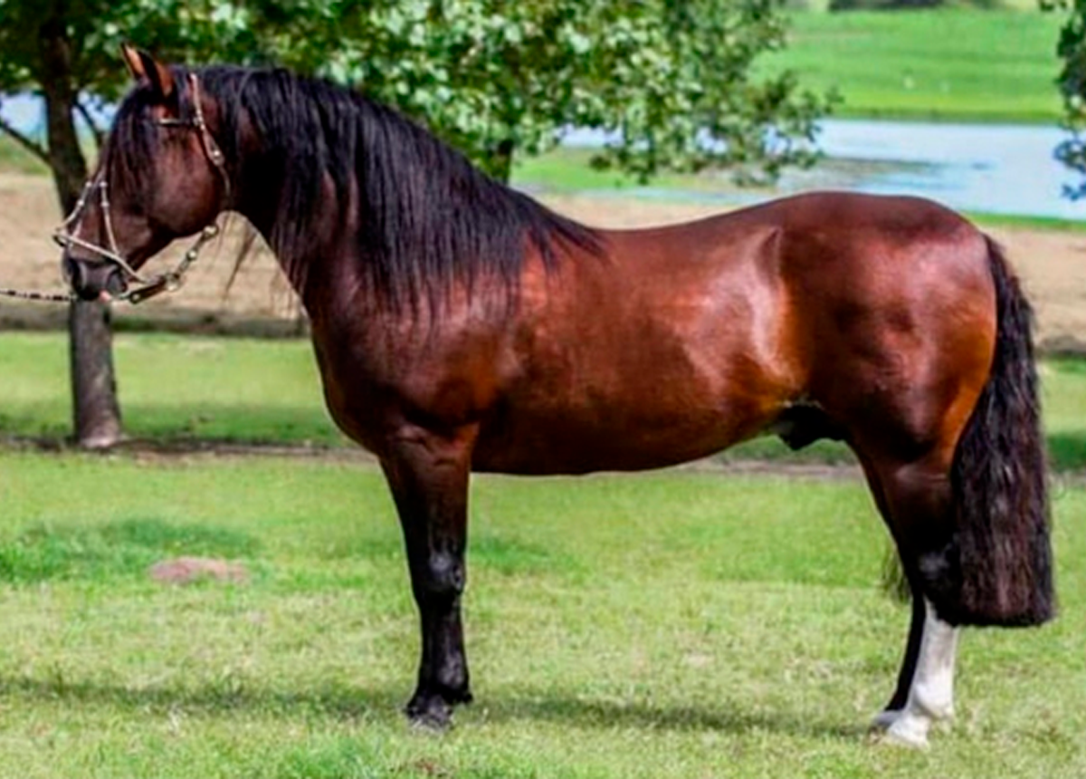 MARAGATO DOS ALPES - (DIREITO DE USO)