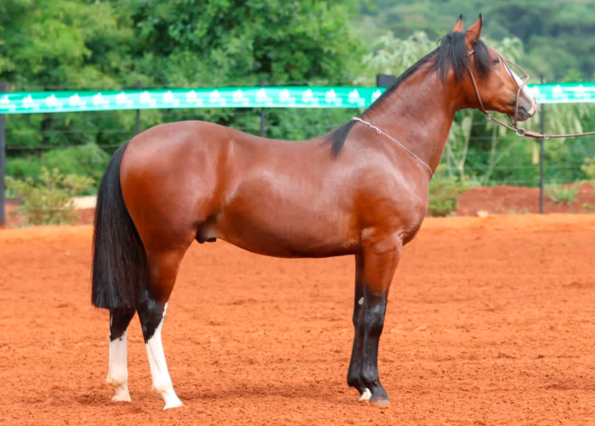 FACONAÇO DO BÔEMIO 