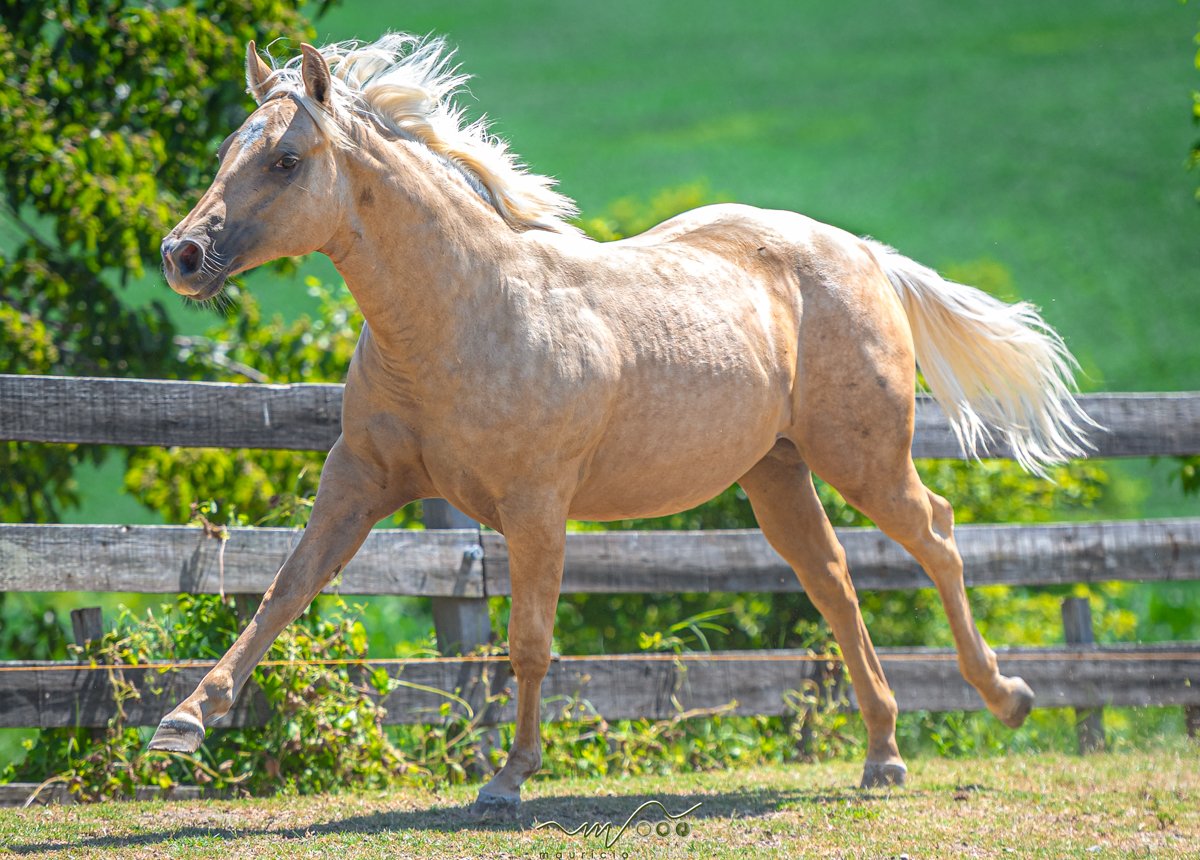 TAYLOR SPARK GUN  (Vda vertical c/ Lt 07.2)