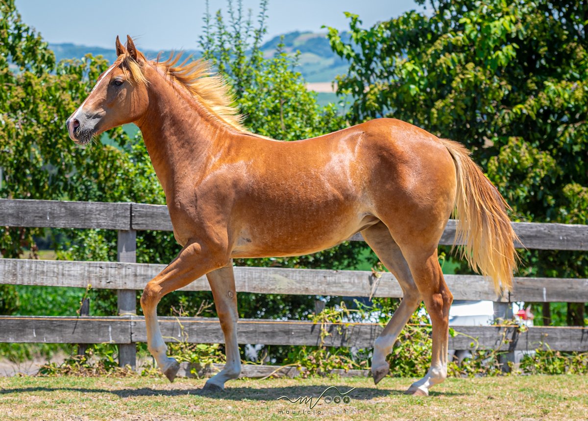 BABY BERRY SHINERS (Vda vertical c/ Lt 07.1)
