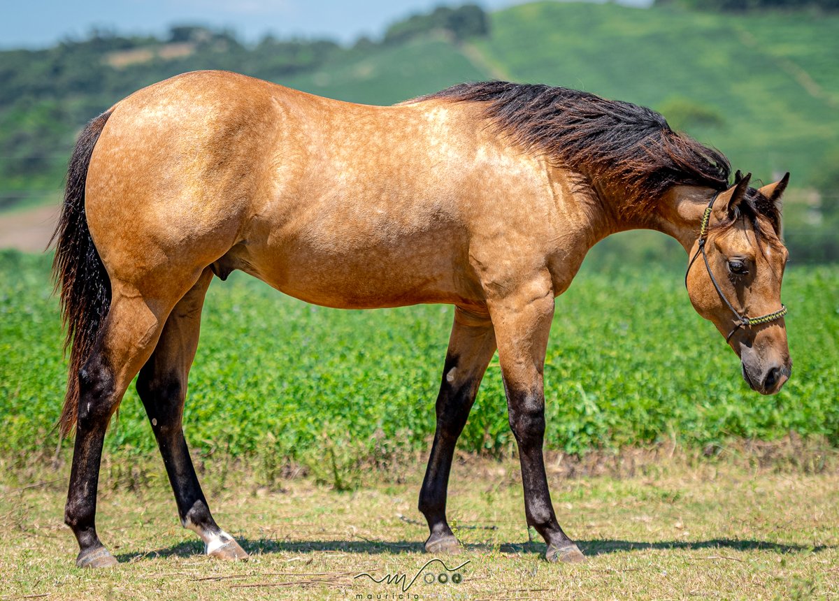 TAG SHINERS (Vda vertical c/ Lt 17.2)