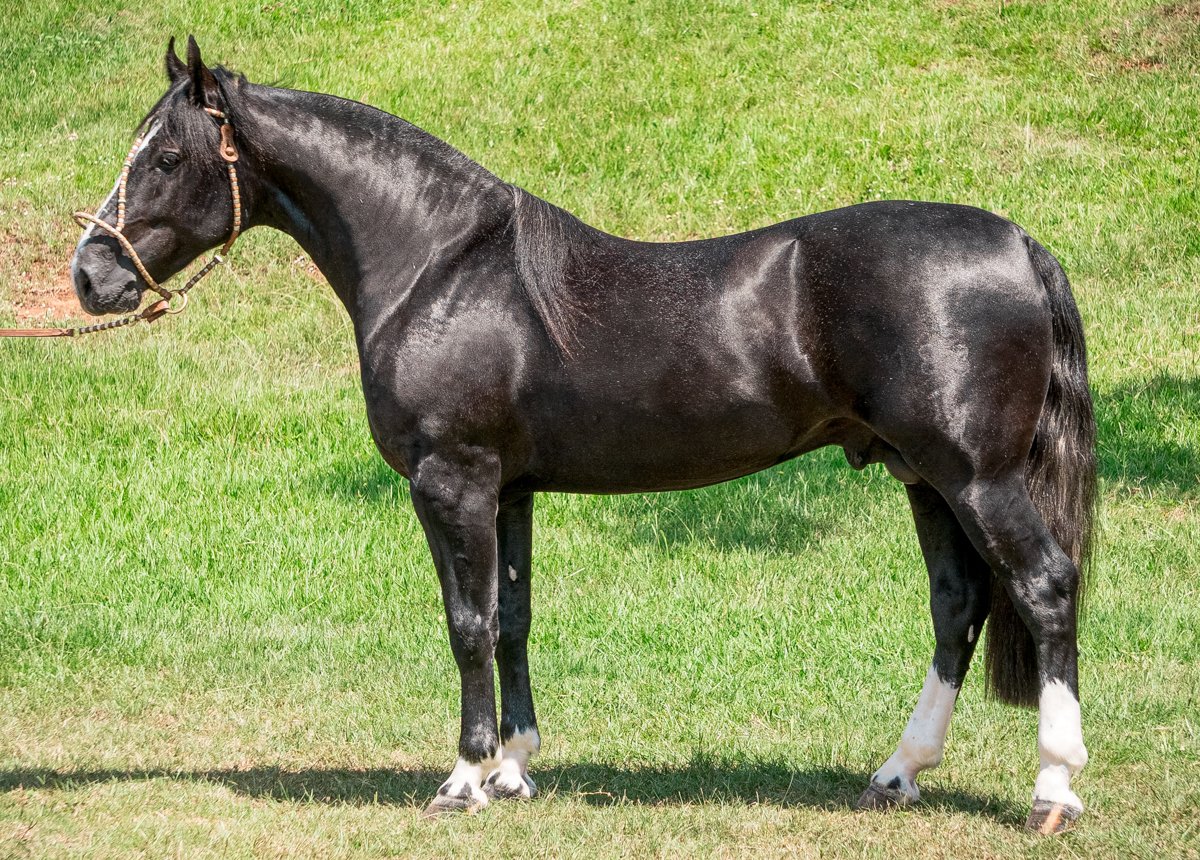 PARCEIRO 183 DA SORSUL