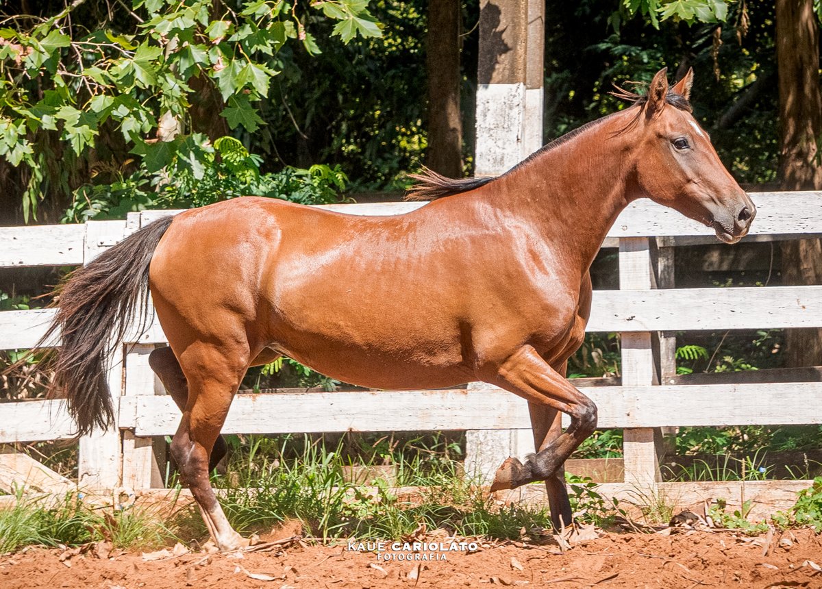 DEBOCHADA II DO BOEIRO BRANCO