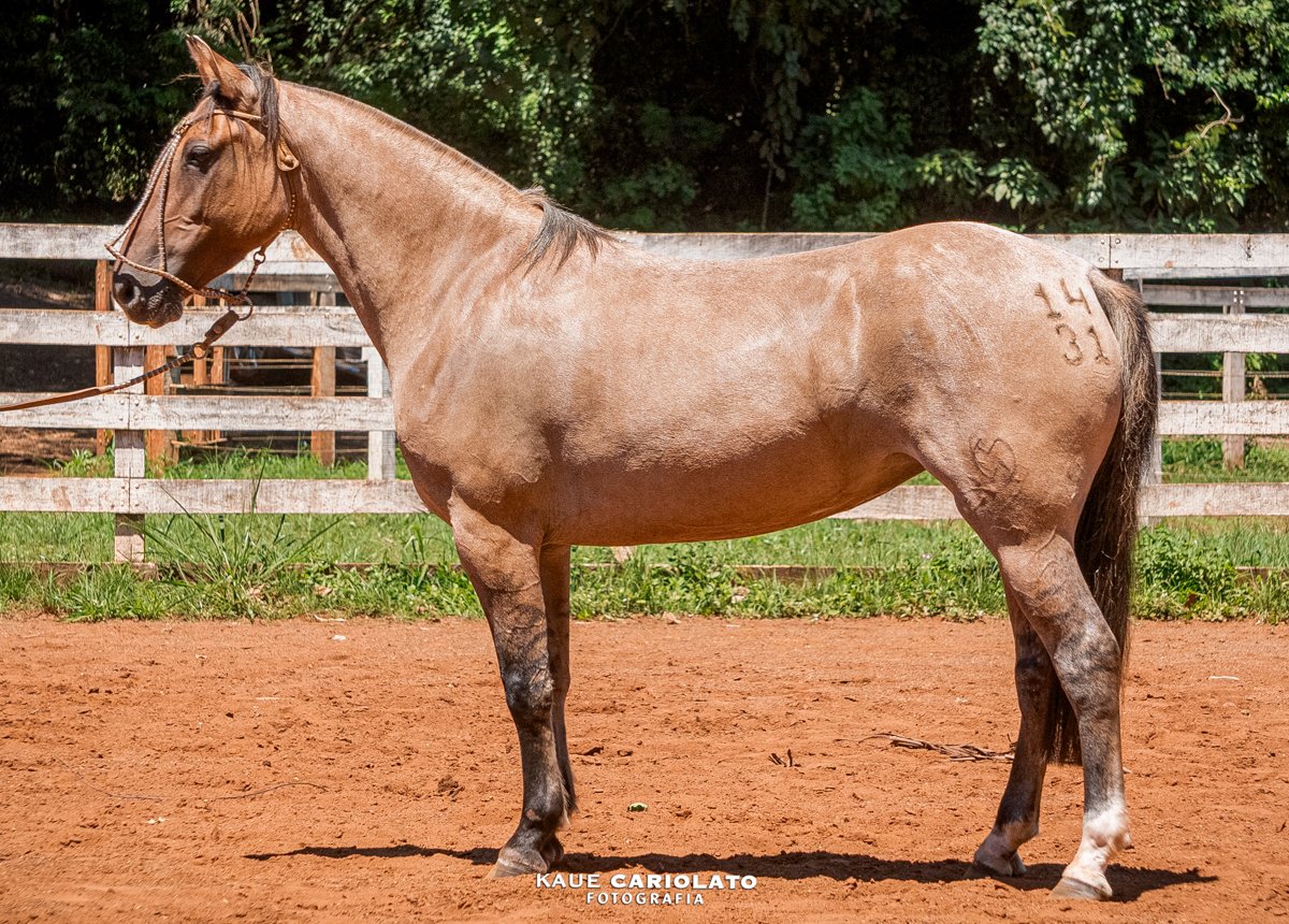 ESMERALDA DO BOEIRO BRANCO II