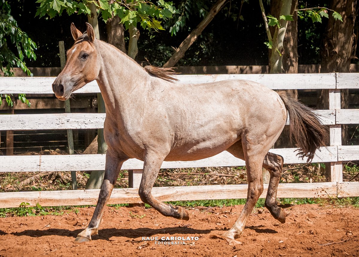 FAGULHA II DO BOEIRO BRANCO
