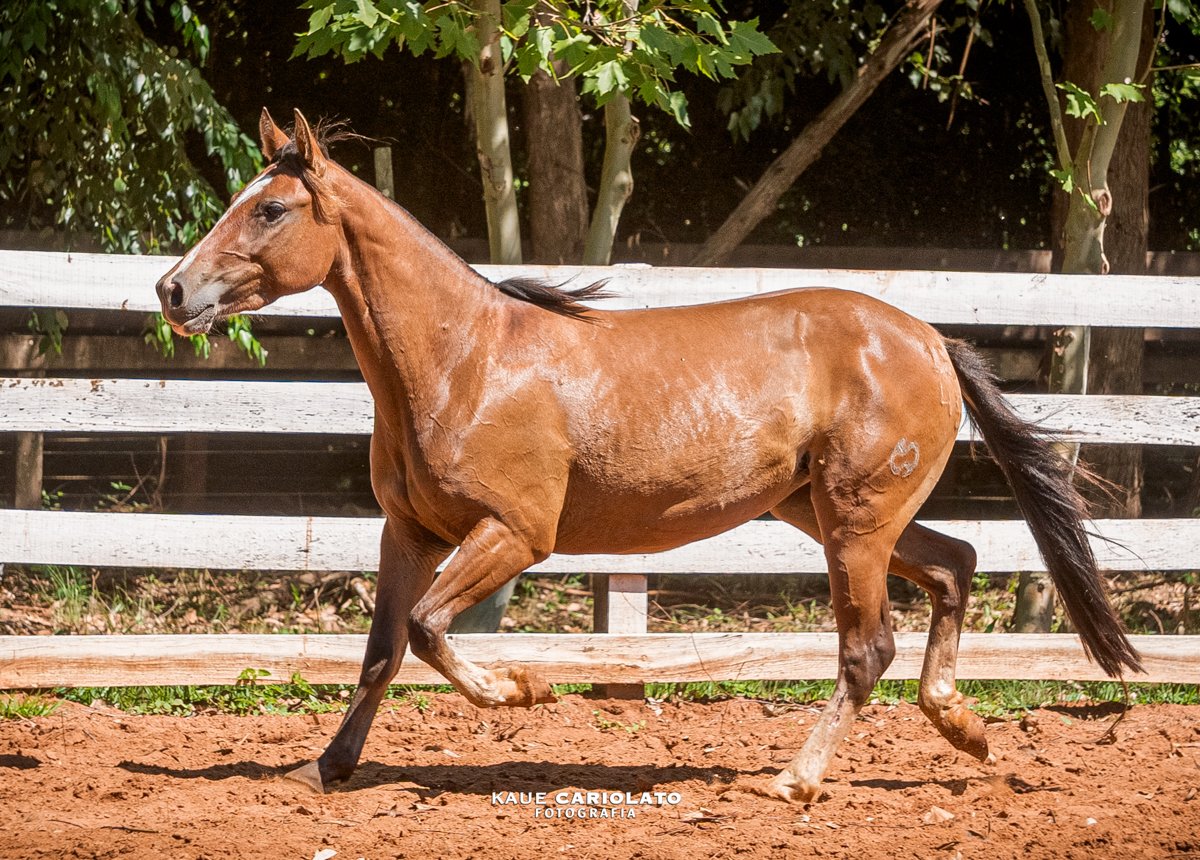 HIPÓTESE DO BOEIRO BRANCO