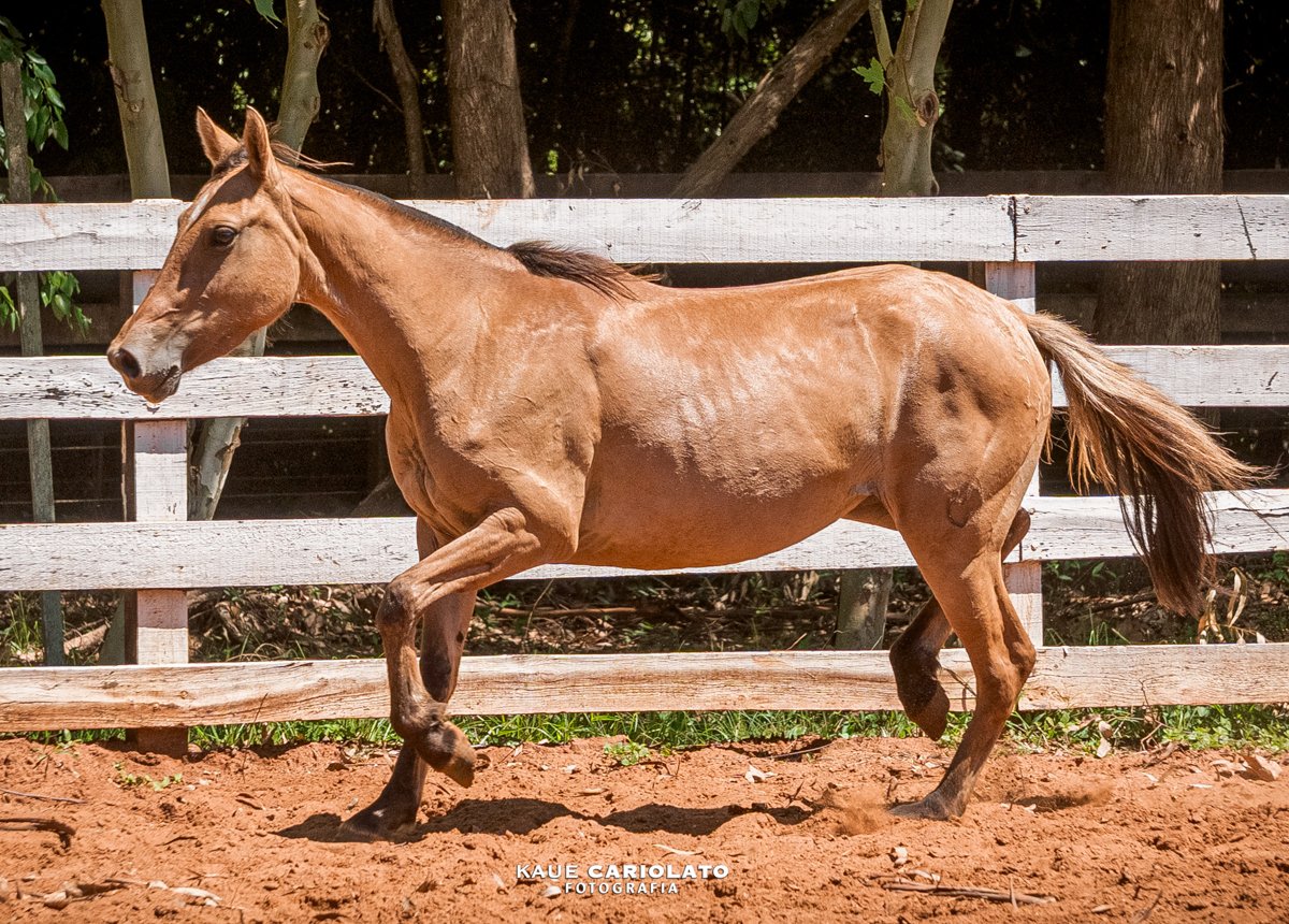 HORA BOA DO BOEIRO BRANCO