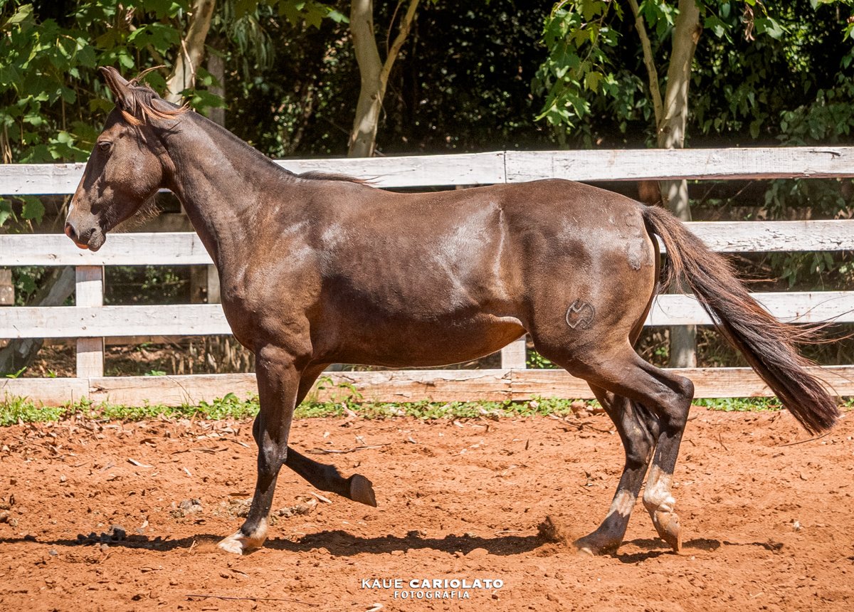 HERESIA DO BOEIRO BRANCO
