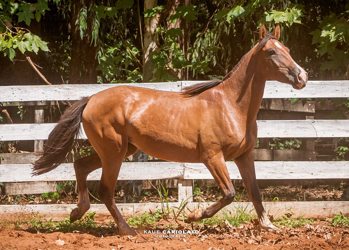 HERDEIRA II DO BOEIRO BRANCO