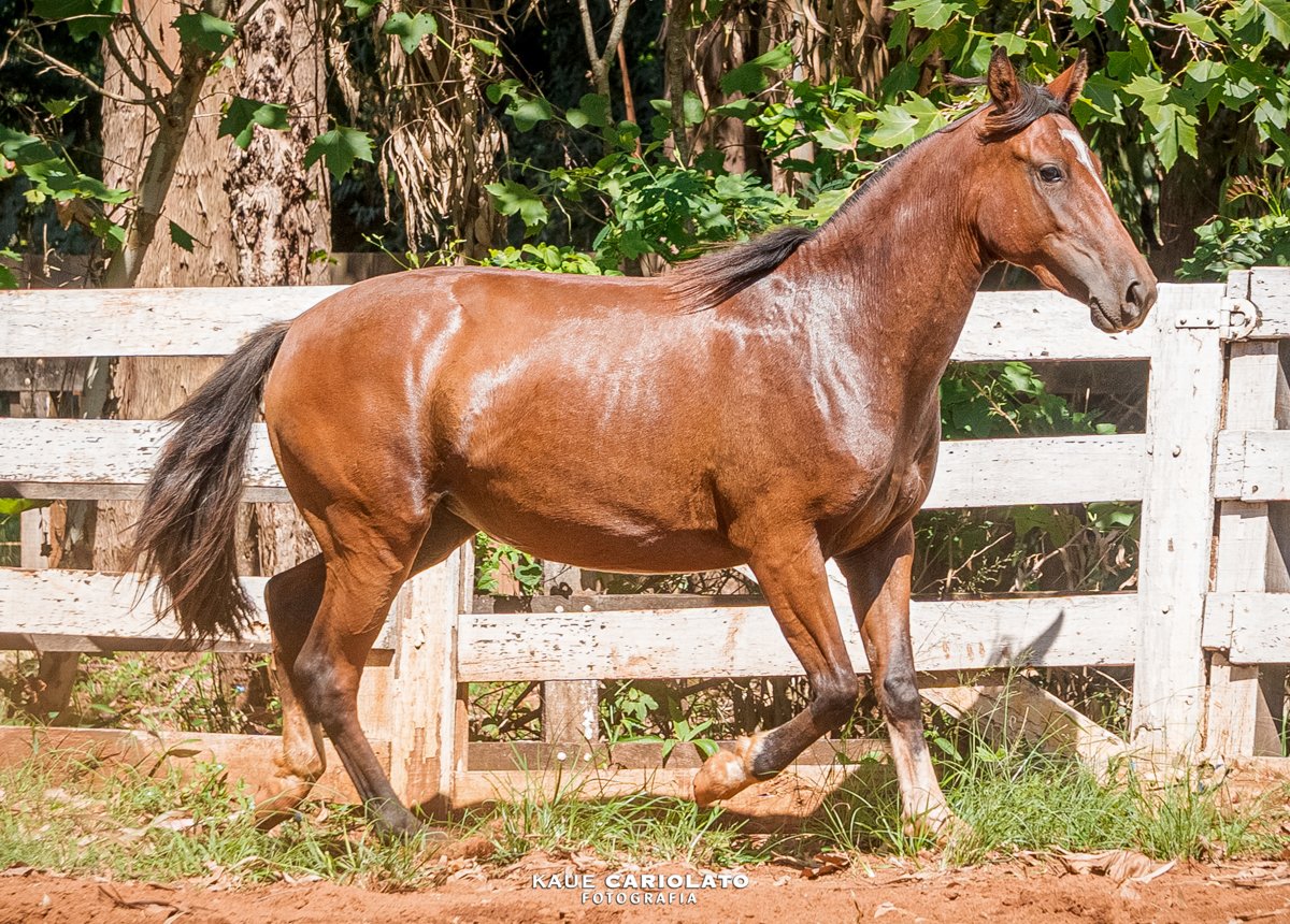 INFÂNCIA DO BOEIRO BRANCO
