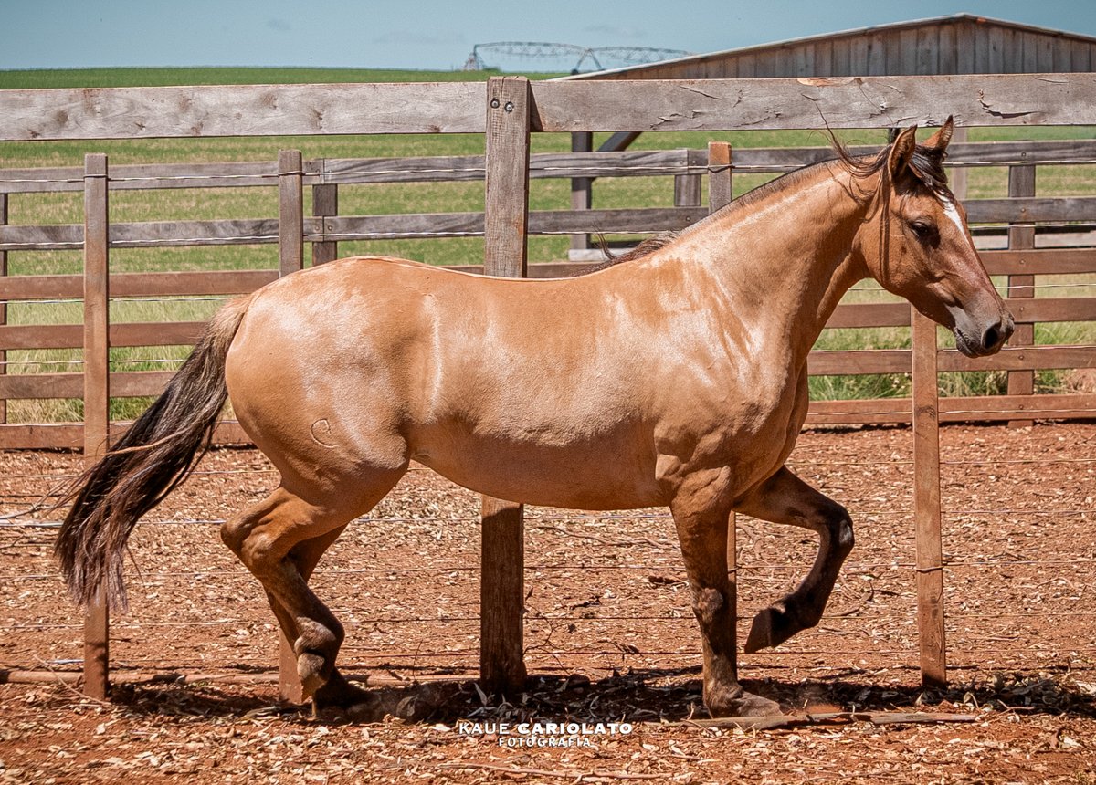 NOCHE LINDA DO BARRO AZUL