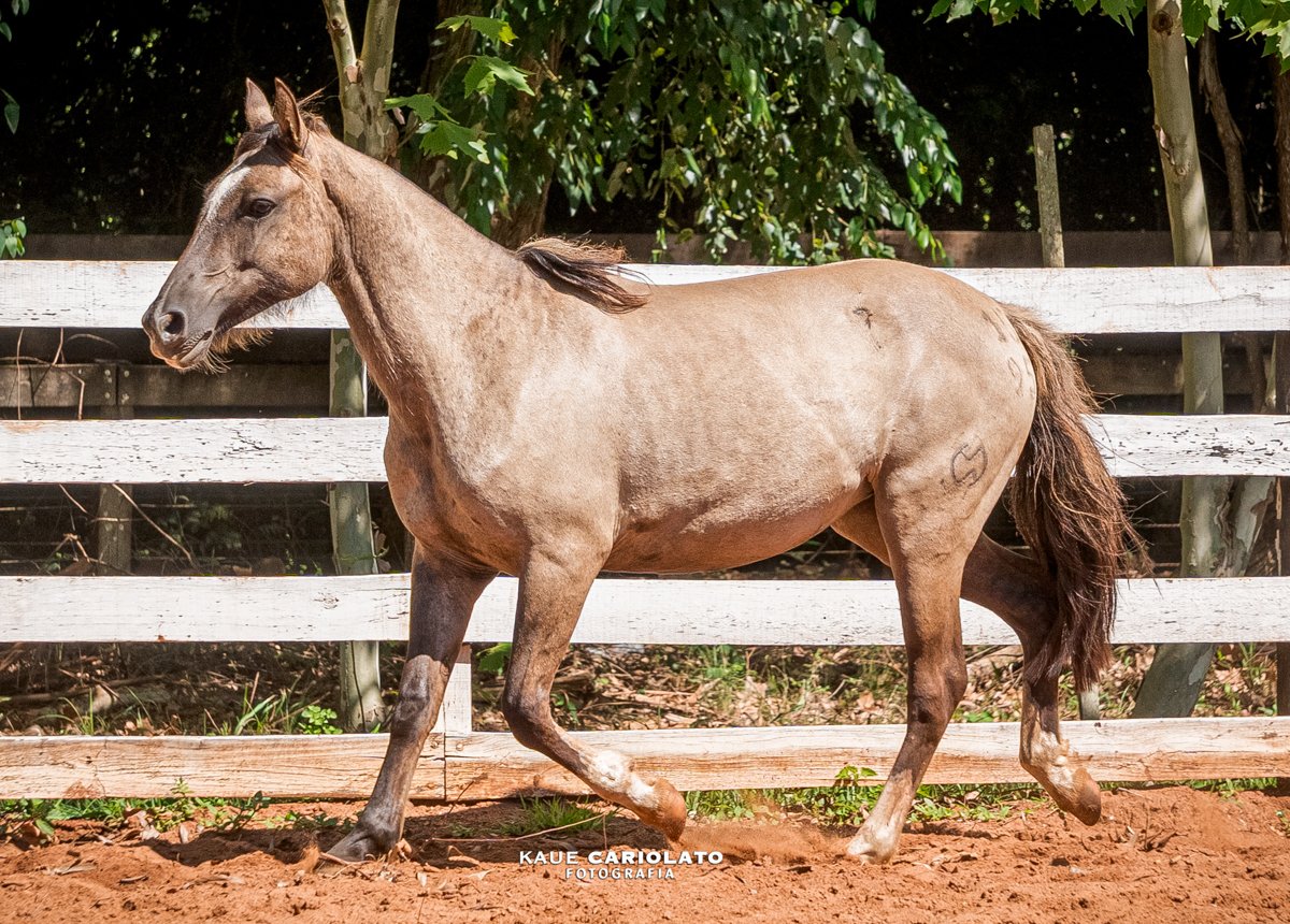 IGUARIA DO BOEIRO BRANCO