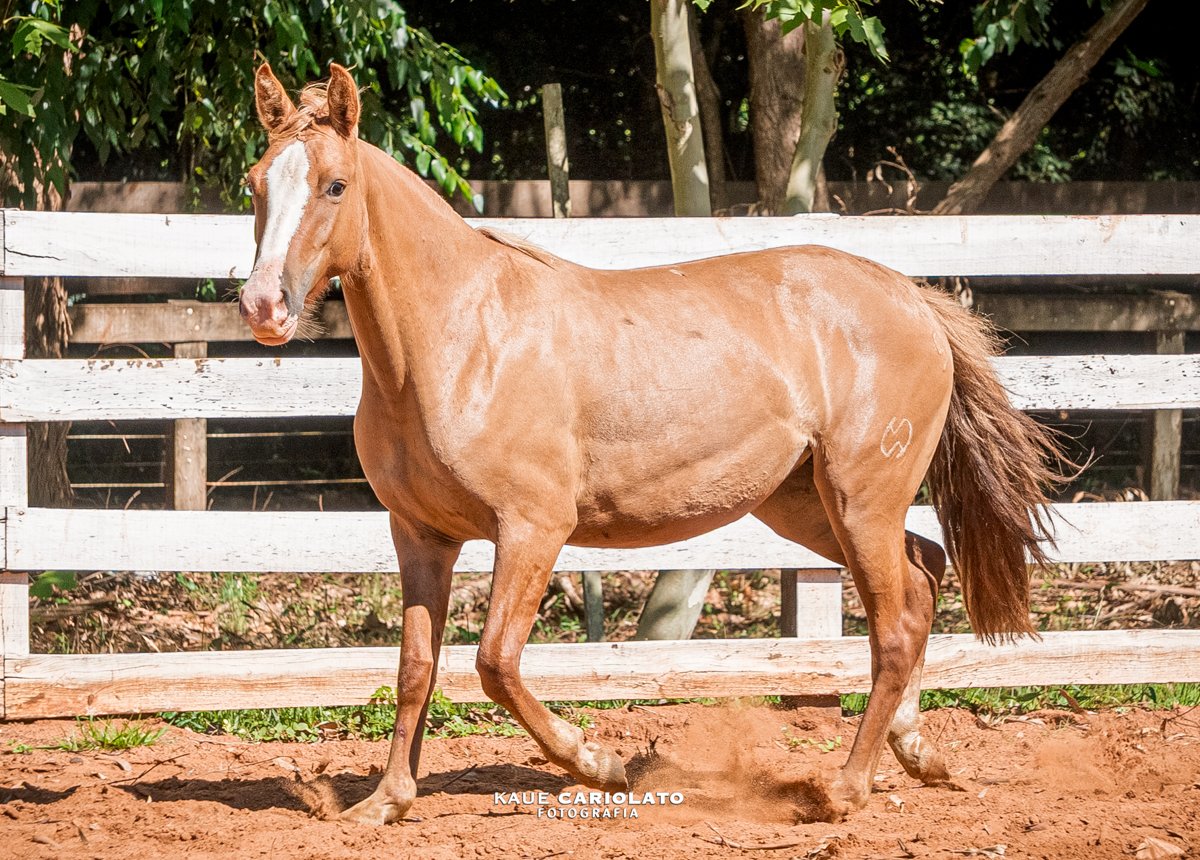 INSTÂNCIA DO BOEIRO BRANCO
