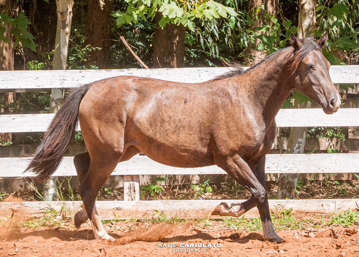 ISCA II DO BOEIRO BRANCO