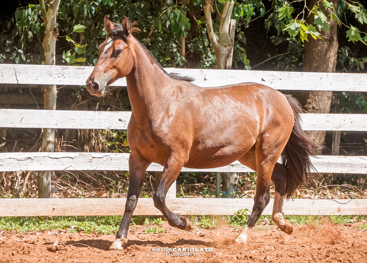 INFLAÇÃO DO BOEIRO BRANCO