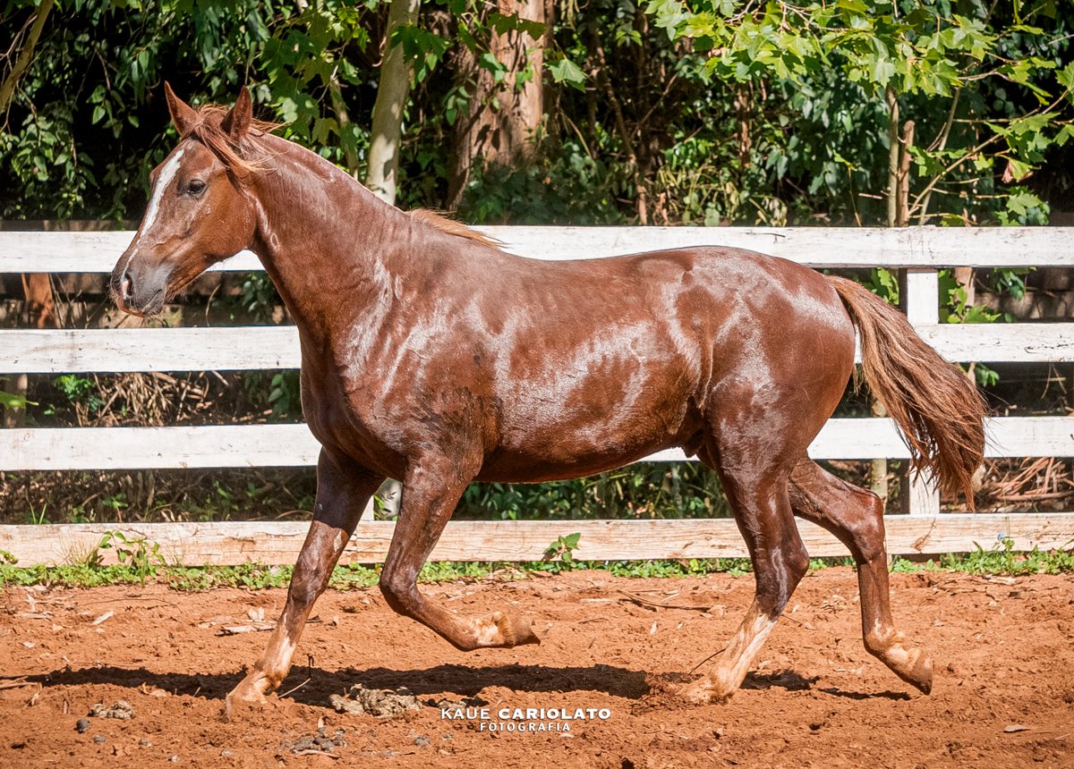 VANERÃO DAS QUATRO FIGUEIRAS