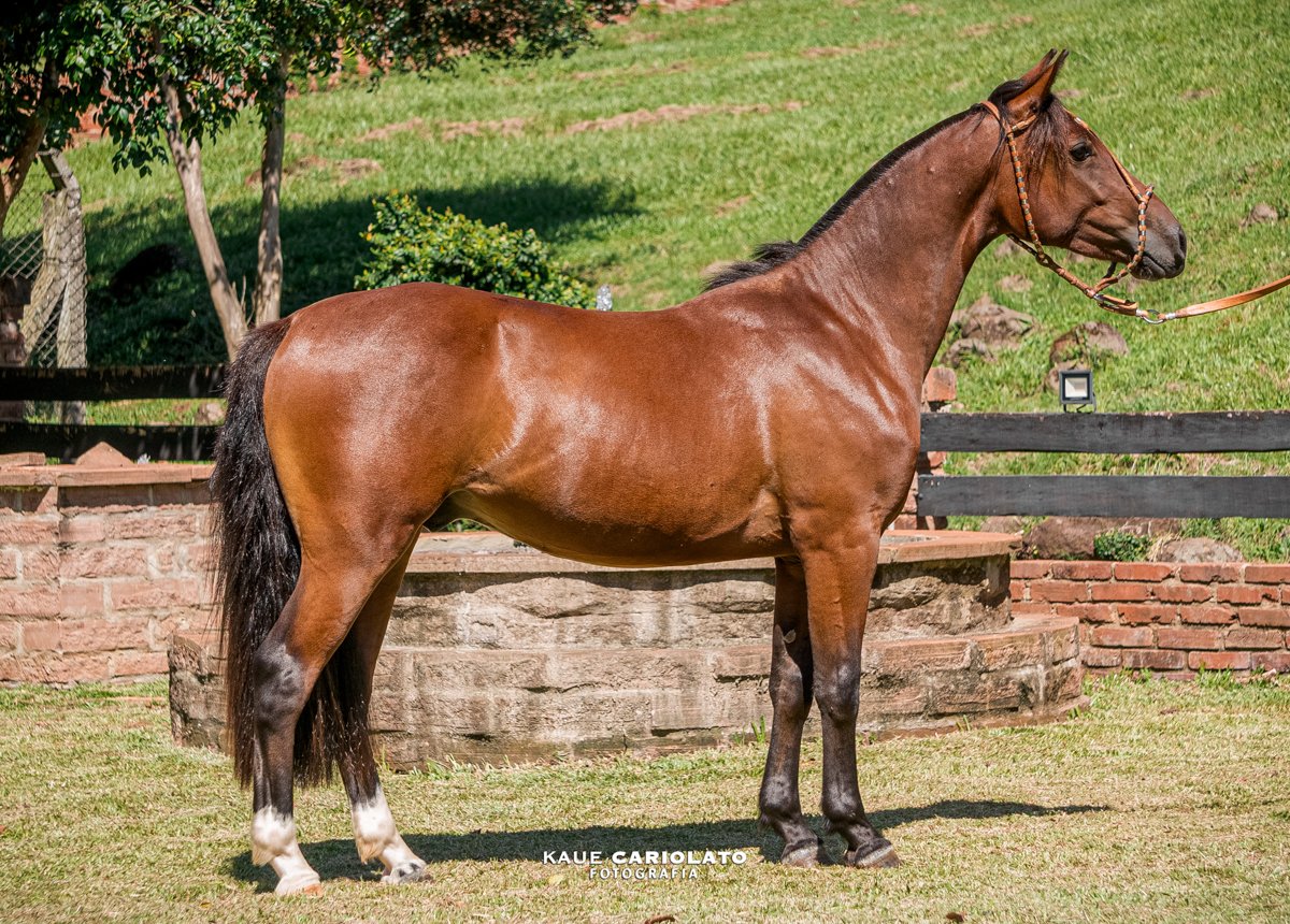 PAÑUELO 119 NOMBRADO