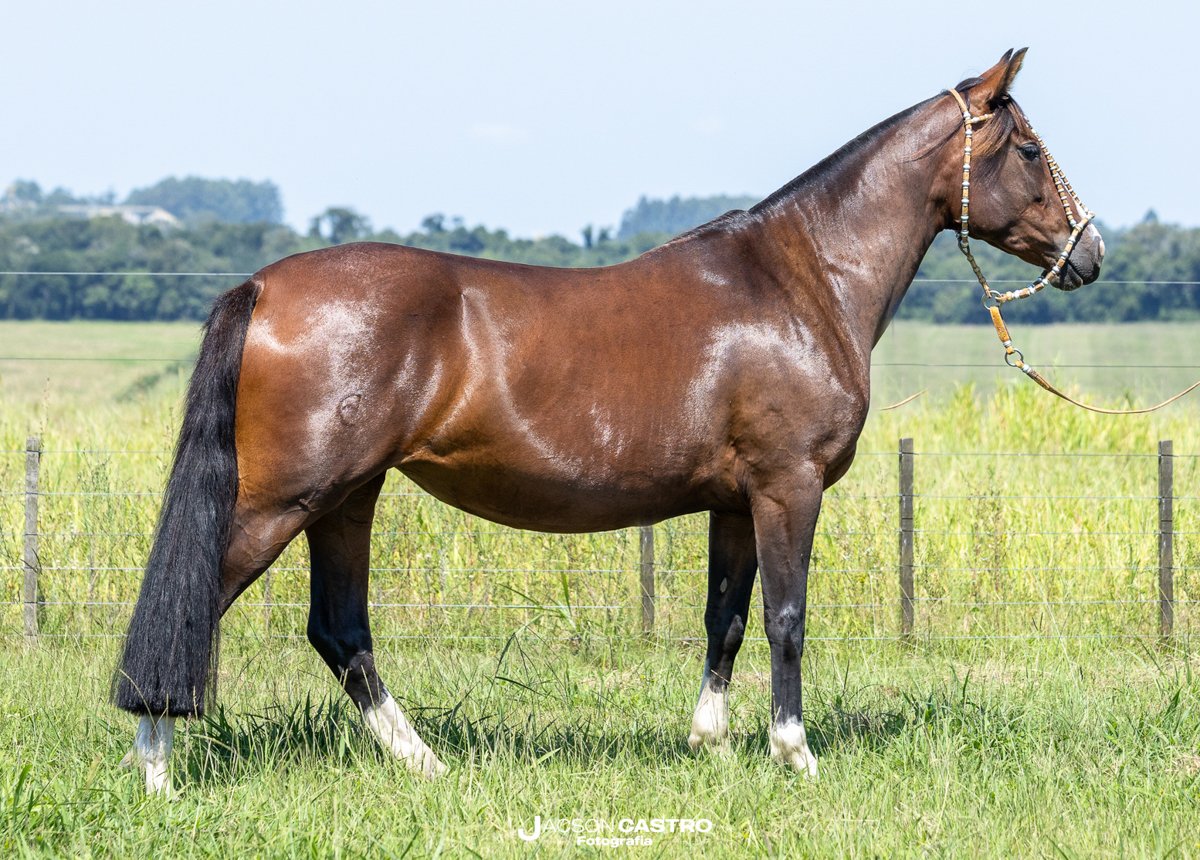 ENCANTO CRIOULO URUGUAIANA