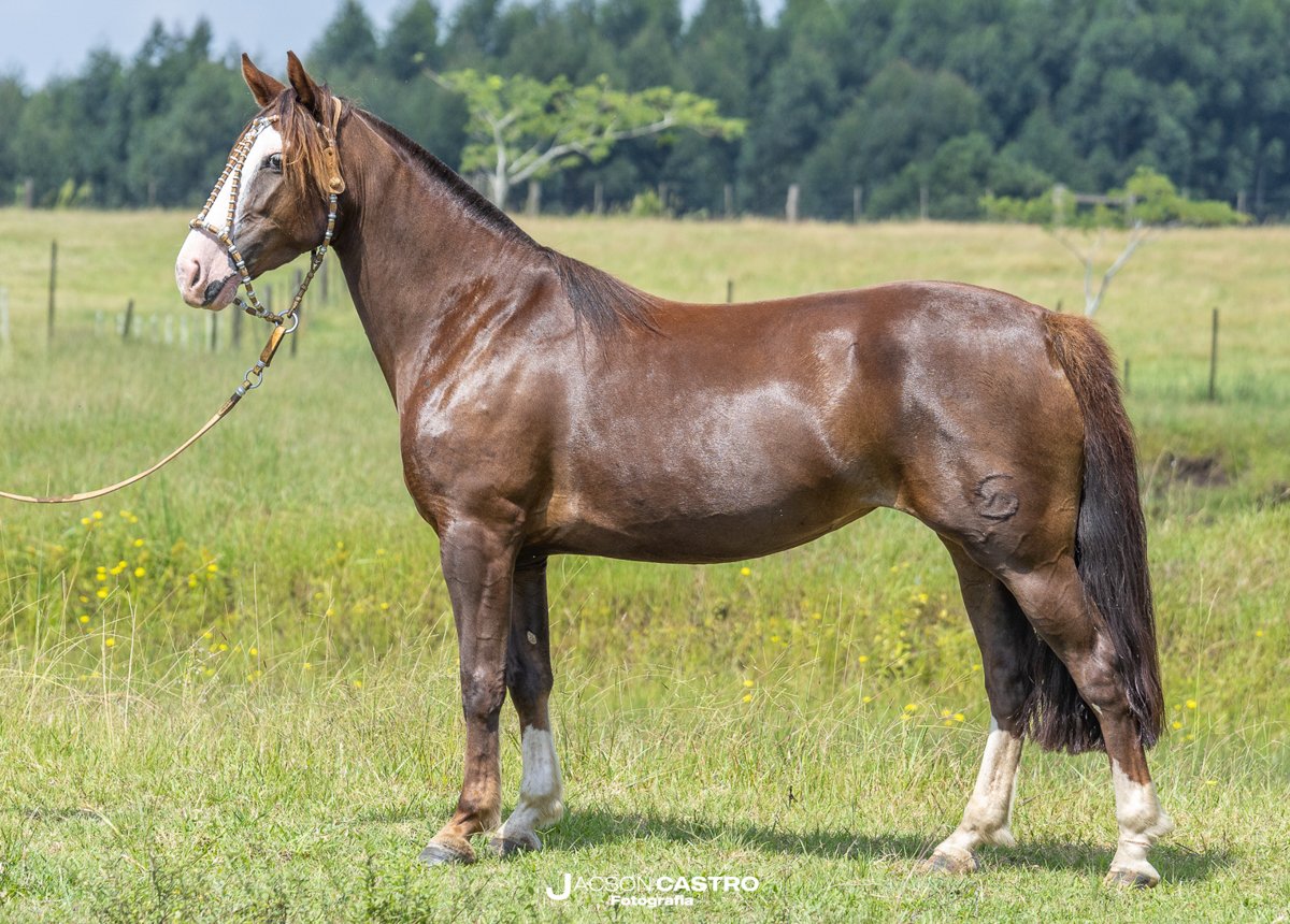 AS MALKE JUSTA CAUSA