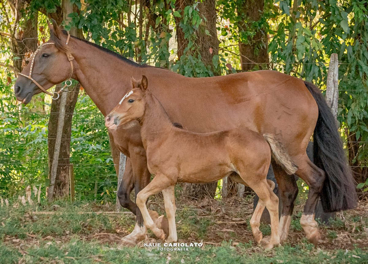 LINDA FIESTA DO MAKO