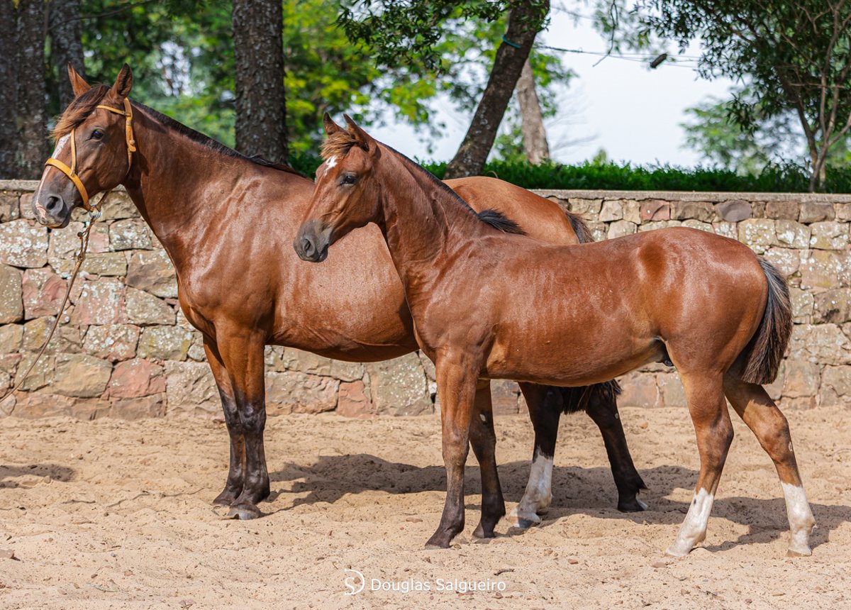 ITAPITOCAI CONQUISTA 474