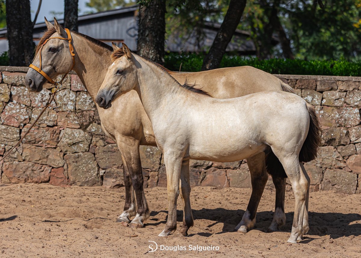 ITAPITOCAI CONQUISTA 469