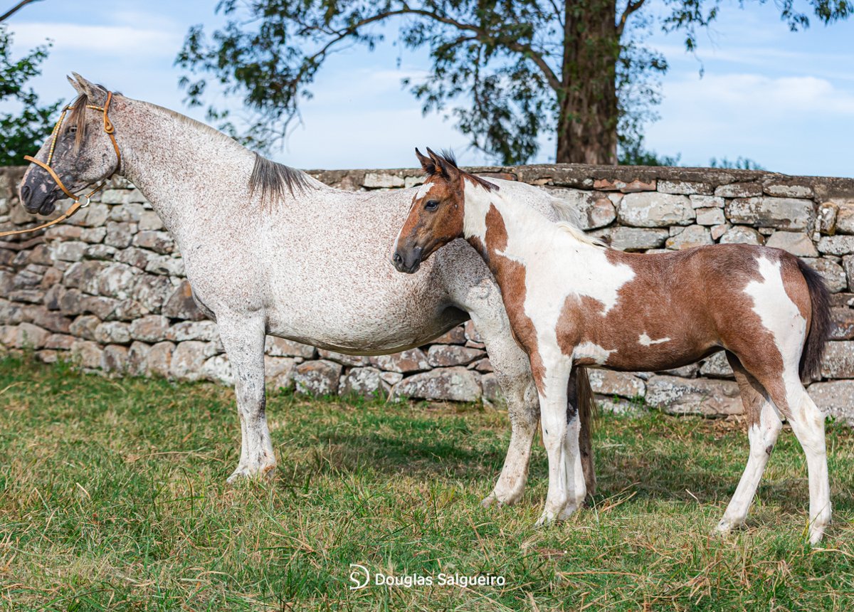 ACACIA II DO ITAPORORÓ