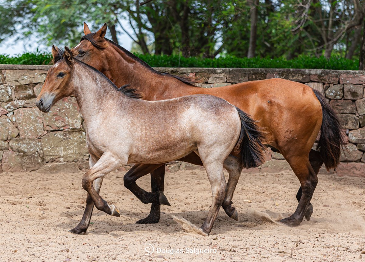 CONQUISTA DE DOM MIGUEL