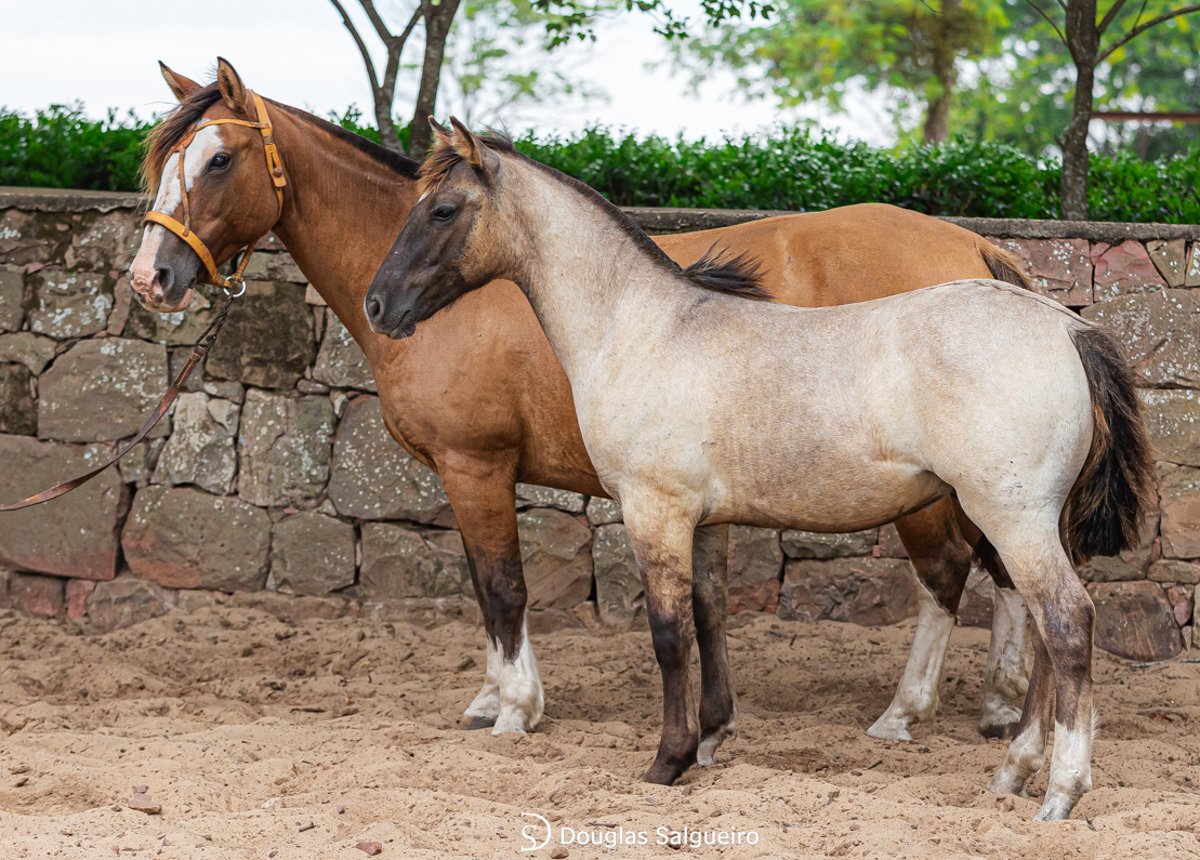 ITAPITOCAI FAMOSA 427