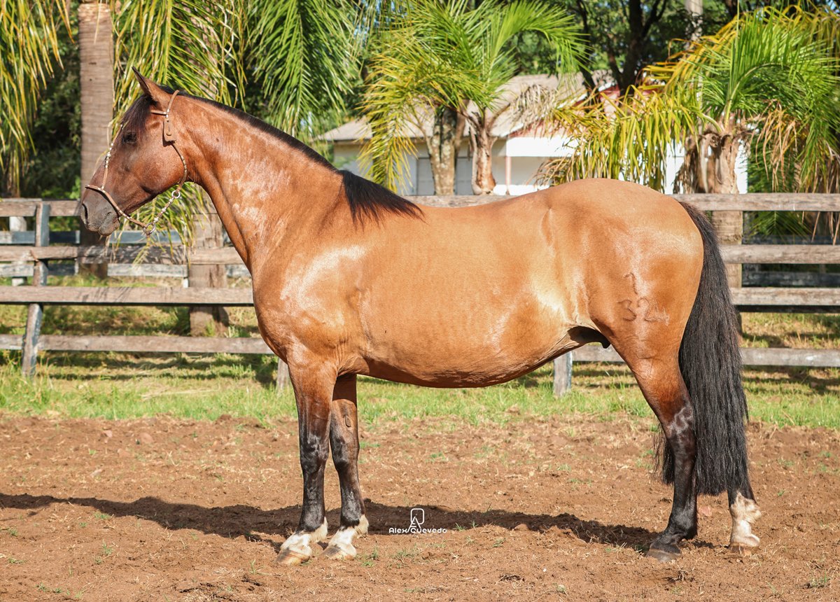 INÉDITA DE SANTA EDWIGES