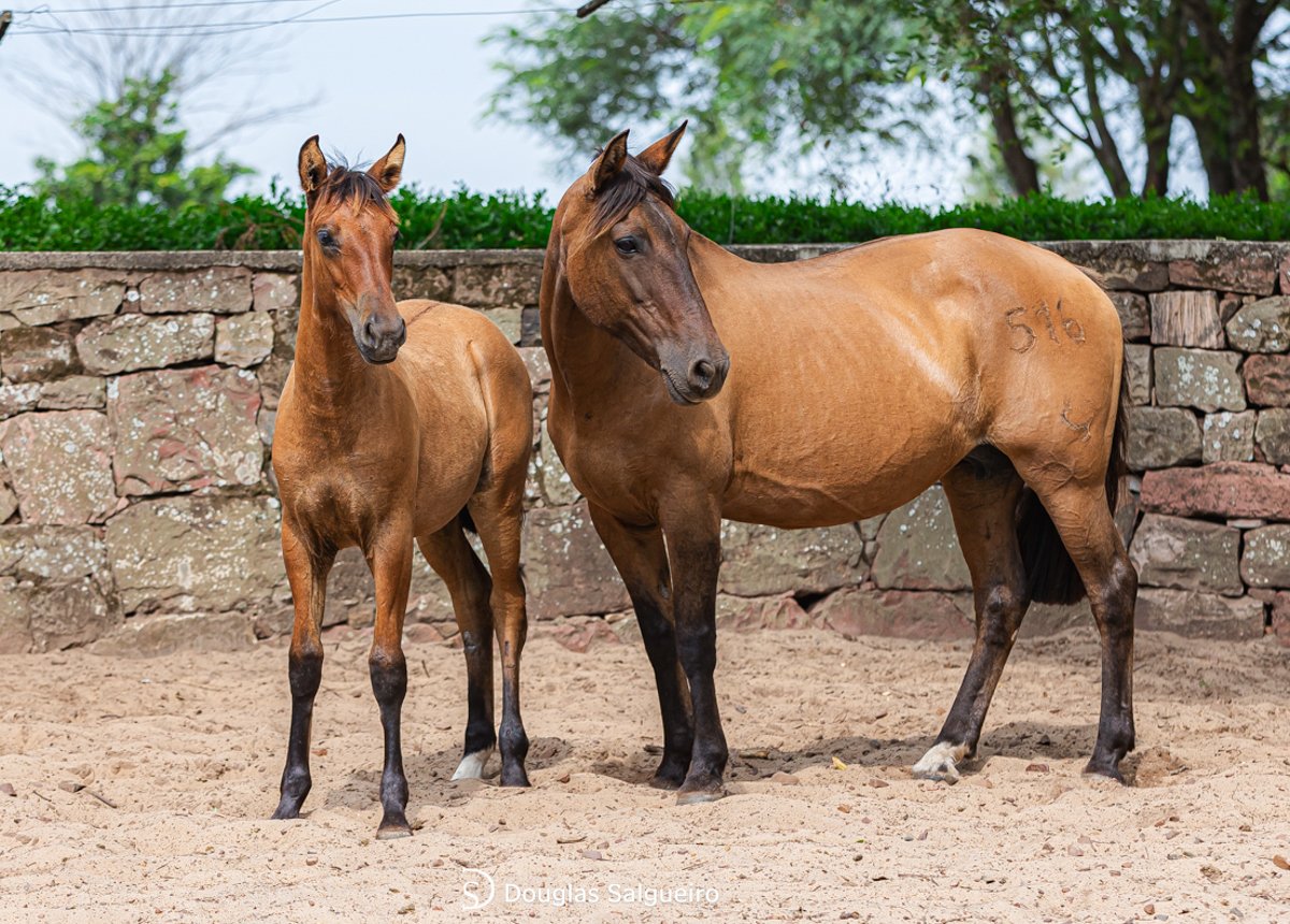 TRAPICHE 516 DE NAZARETH