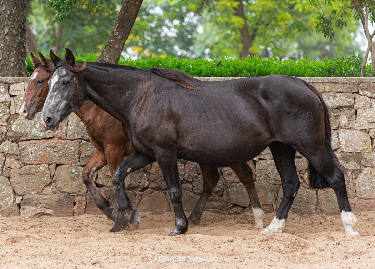 EPOPEIA DO ITAPITOCAI