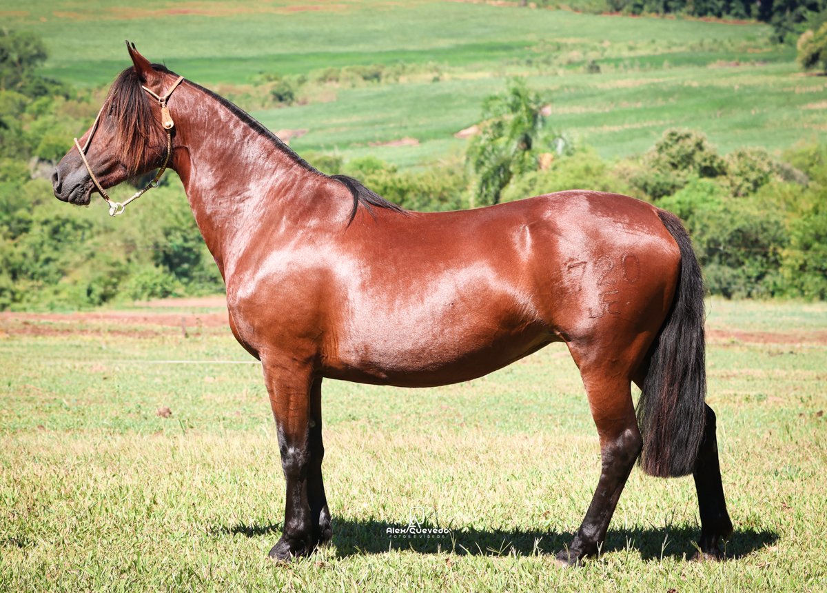 TROPILHA DA BOA VISTA