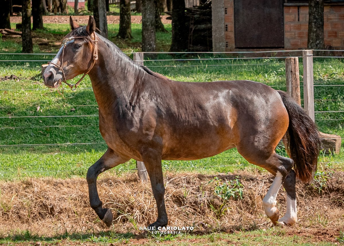 NAVIDAD 7 DA NORTEIO