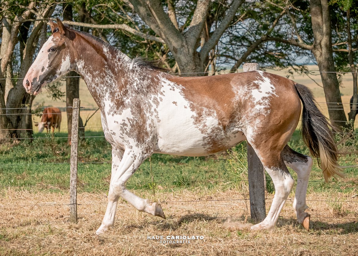 ÓPERA DA UNIÃO DA VITÓRIA