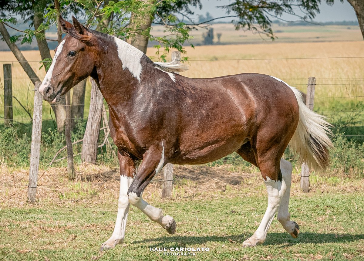 VANEIRA GROSSA DA MARCA JÓTA