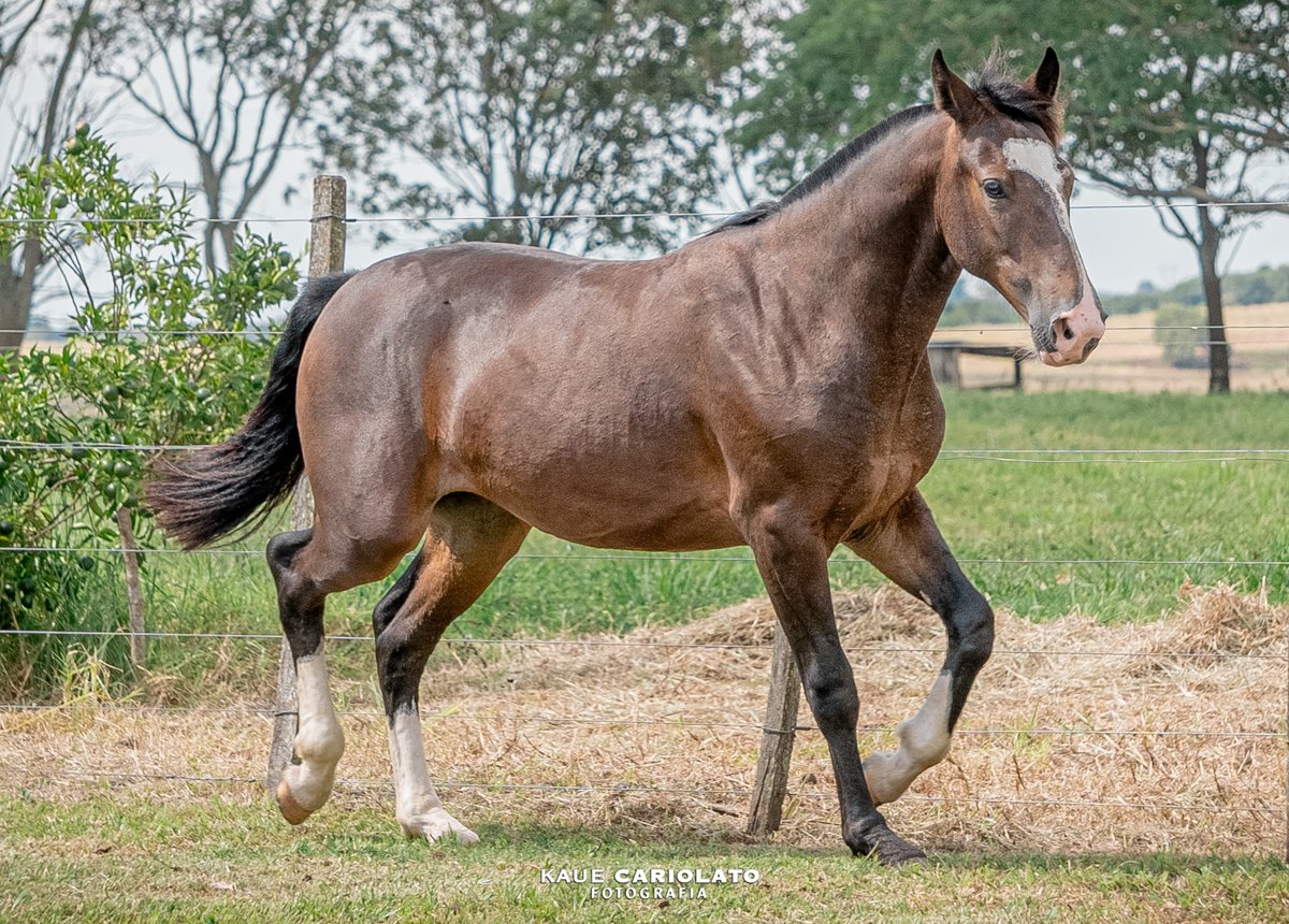 VAQUEIRA DA MARCA JÓTA