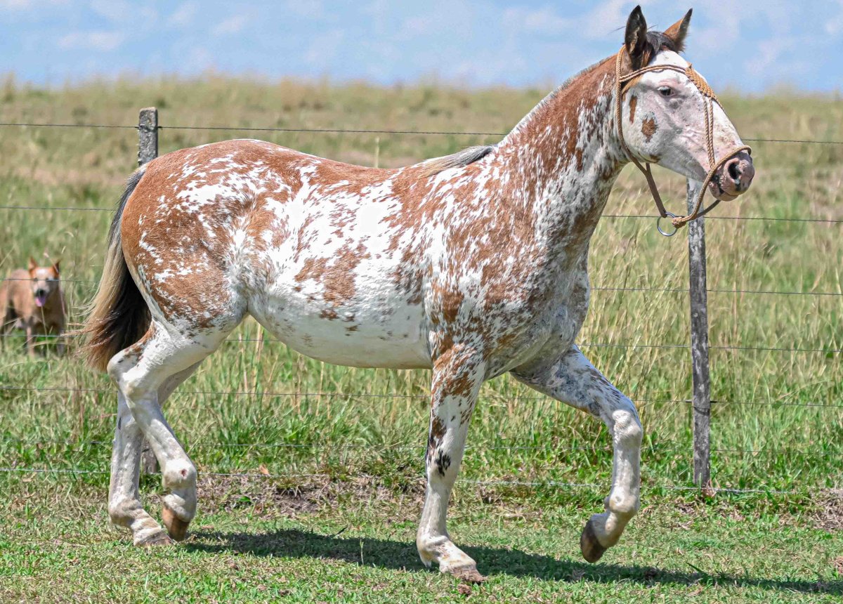 CAMBONA DA TÊMPRA VEIA