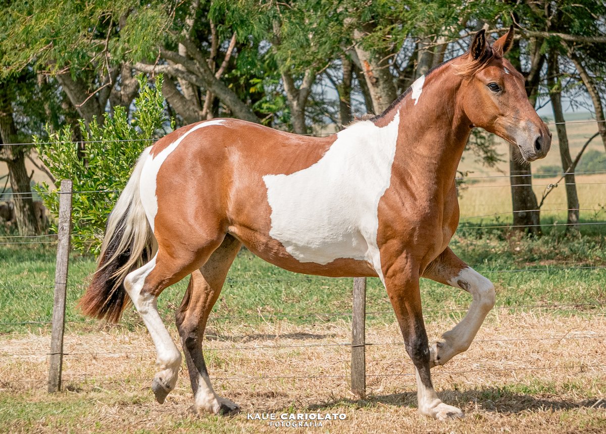 VIOLETA DA MARCA JÓTA