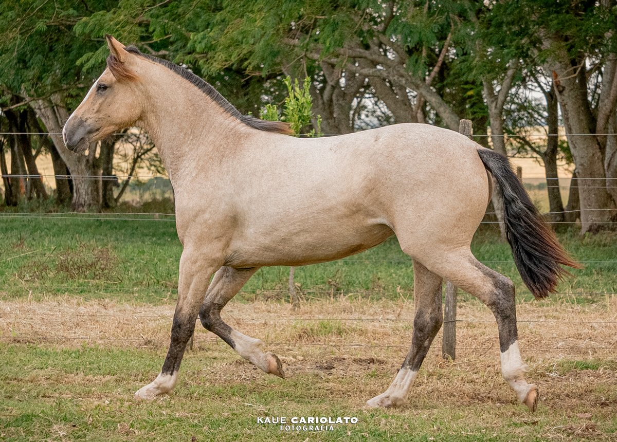 VESPA DA MARCA JÓTA