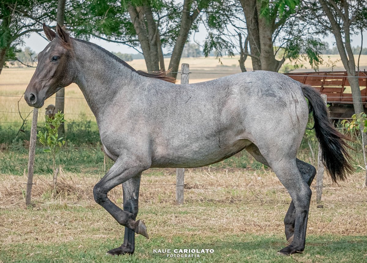 VIDA NOVA DA MARCA JÓTA
