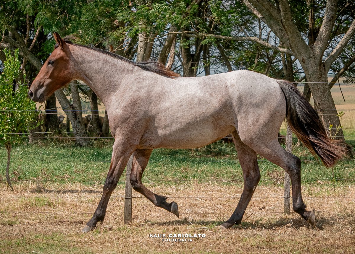 VOLTA BRABA DA MARCA JÓTA